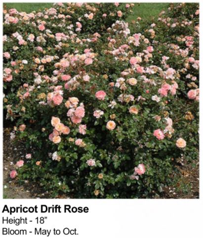 Apricot Drift Rose