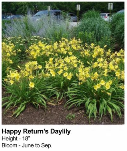 Happy Returns Daylily