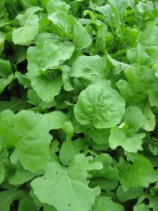 Organic Arugula Organic Arugula
