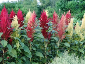 Fercita Amaranth Fercita Amaranth