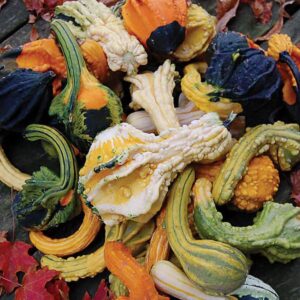 Autumn Wings Autumn Wings