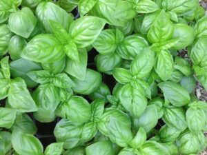 Basil, Genovese Basil, Genovese