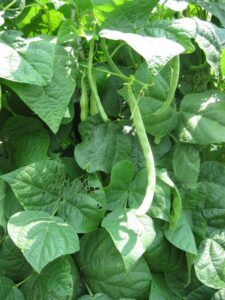 Bean, Kentucky Wonder Pole Bean Bean, Kentucky Wonder Pole Bean