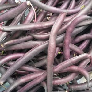 Bean, Royal Burgundy Bush Variety Bean, Royal Burgundy Bush Variety
