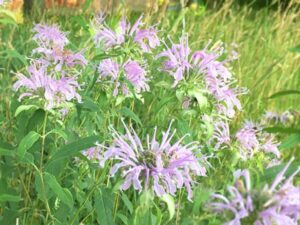 Bee Balm Bee Balm