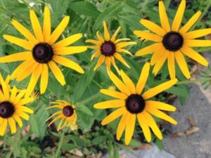 Black Eyed Susan Black Eyed Susan