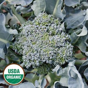 Broccoli Broccoli