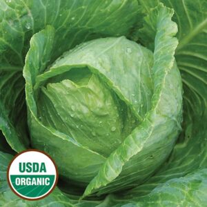 Early Jersey Wakefield Cabbage (Organic) Early Jersey Wakefield Cabbage (Organic)