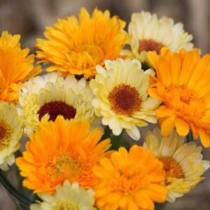 Calendula Mix Calendula Mix