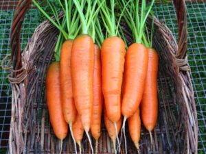 Carrot, Nantes Carrot, Nantes