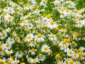 Chamomile Chamomile