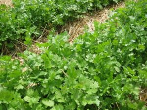Cilantro Cilantro