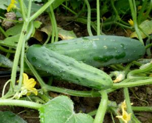 Cucumber,Chicago Pickling Cucumber,Chicago Pickling