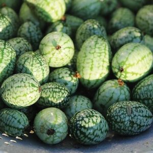 Cucumber, Mexican Sour Gherkin Cucumber, Mexican Sour Gherkin