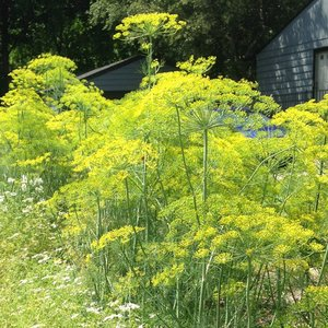 Dill Dill