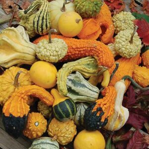 Gourd Mix Gourd Mix