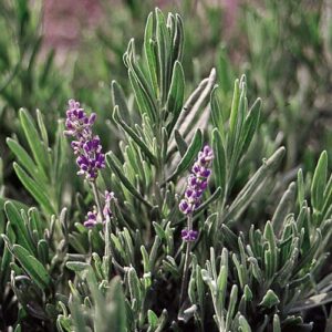 Lavender Lavender