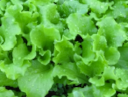 Grand Rapids Lettuce Grand Rapids Lettuce