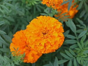 Marigold, Orange Marigold, Orange