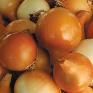Onion, Yellow Onion, Yellow