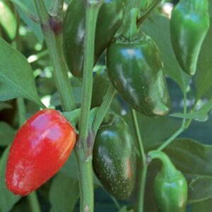 Pepper, Jalapeno Pepper, Jalapeno