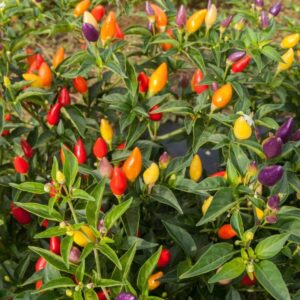 Pepper Firecracker Ornamental Pepper Firecracker Ornamental