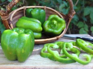 Pepper, Michigan Wonder Green Bell Pepper, Michigan Wonder Green Bell