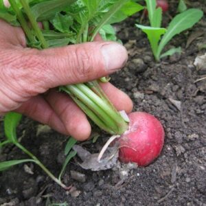 Radish, Cherry Belle Radish, Cherry Belle