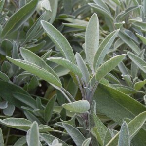 Sage Sage