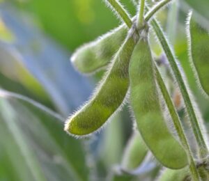Shurofumi Edamame Soybean, Bush Shurofumi Edamame Soybean, Bush