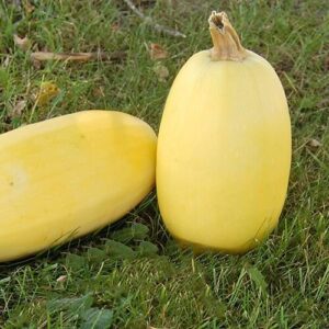 Spaghetti Squash Spaghetti Squash