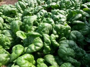 Spinach Spinach