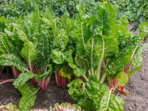 Swiss Chard Swiss Chard