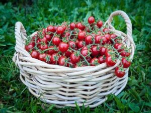 Tomato, Growing in place cherry Tomato, Growing in place cherry