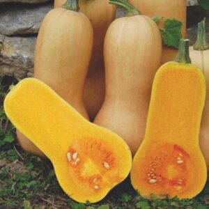 Waltham Butternet Squash Waltham Butternet Squash