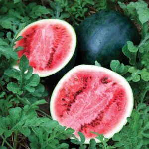 Watermelon, Sugar Baby Watermelon, Sugar Baby