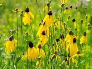 Yellow Coneflower Yellow Coneflower