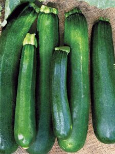 Black Beauty Zucchini Black Beauty Zucchini
